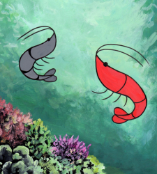 Shrimp Manga Shrimp Manga